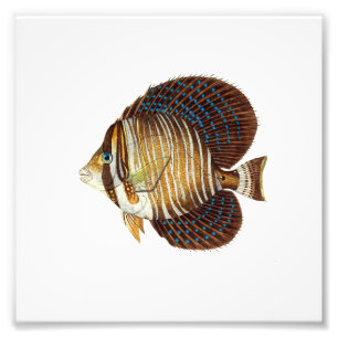 Impression Photo Angel Fish Beach Océan Nautique Salle de bain
