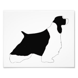 Impression Photo Anglais Springer Spaniel noir blanc silo