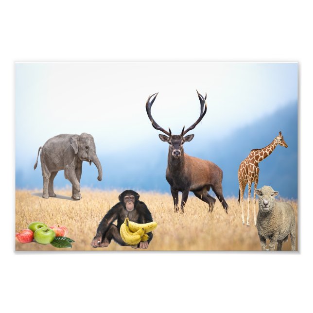Impression Photo Animaux sauvages (Devant)