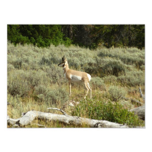 Impression Photo Antilocapre dans le parc national de Grand Teton