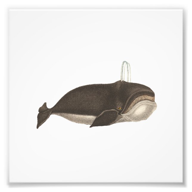 Impression Photo Antique gravure d'une baleine (Devant)