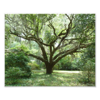 Impression Photo Après-midi d'été de Bluffton