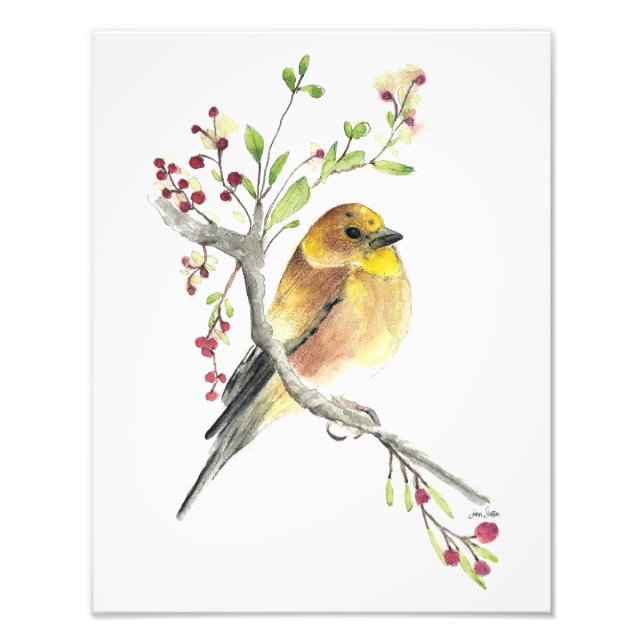 Impression Photo Aquarelle américaine Goldfinch Bird Imprimer (Devant)