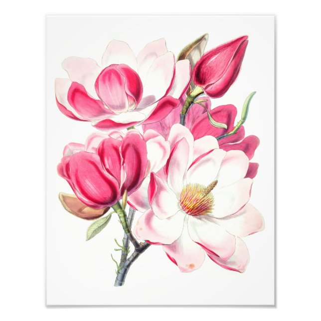 Impression Photo Aquarelle Botanique Rose Magnolia Fleurs (Devant)