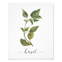 Aquarelle Herbe Botanique Imprimer Basil