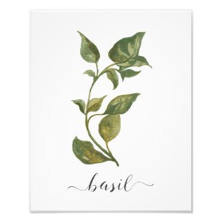 Impression Photo Aquarelle Herbe Botanique Imprimer Basil