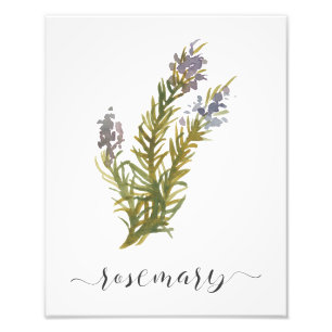 Impression Photo Aquarelle Herbe Botanique Imprimer Romarin