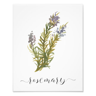 Impression Photo Aquarelle Herbe Botanique Imprimer Romarin