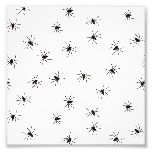 Impression Photo Araignées (Devant)