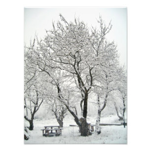 Impression Photo arbre