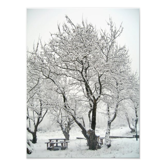 Impression Photo arbre (Devant)