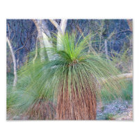 Arbre à graminées australienne