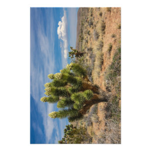 Impression Photo Arbre de Joshua en fleurs près de Las Vegas