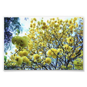 Impression Photo Arbre d'or hawaii