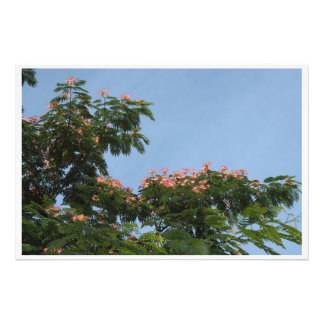 Impression Photo Arbre Mimosa 36"x24"