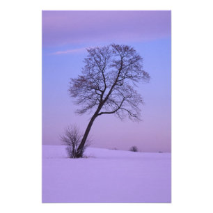 Impression Photo Arbre penché dans un champ enneigé ; Comté de Chip