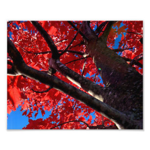 Impression Photo Arbre rouge