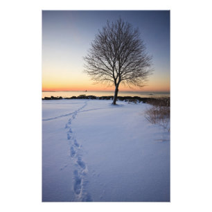 Impression Photo Arbre solitaire dans la neige fraîche à New Castle