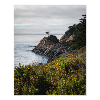 Impression Photo Arbre solitaire dans les Lobos Point