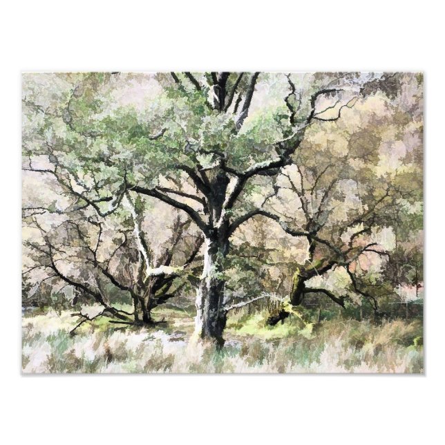 IMPRESSION PHOTO ARBRES (Devant)