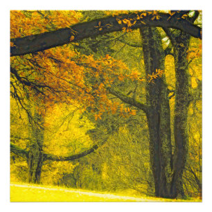 Impression Photo Arbres aux couleurs de l'automne