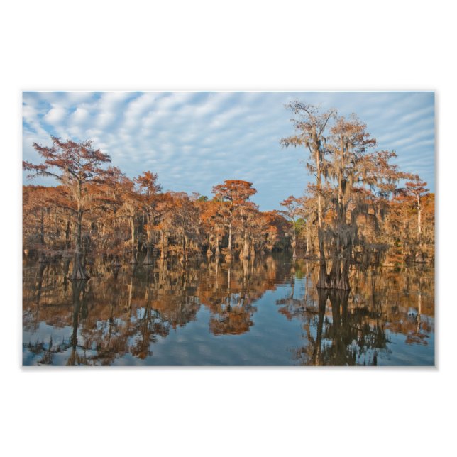 Impression Photo Arbres Cypress à l'automne au lac Caddo (Devant)