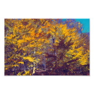 Impression Photo Arbres de automne rapaces