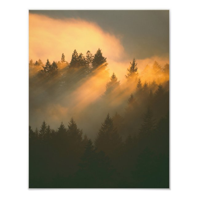 Impression Photo Arbres de séquoia dans le brouillard côtier, comté (Devant)
