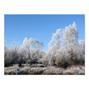 IMPRESSION PHOTO ARBRES D'HIVER