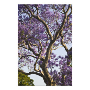 Impression Photo Arbres Jacaranda en fleurs dans le nouveau parc ag