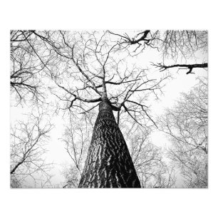 Impression Photo Arbres sans feuilles