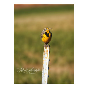 Impression Photo Arizona Meadow Lark