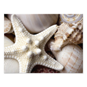 Impression Photo Arrière - plan d'étoiles de mer de Shell de mer 