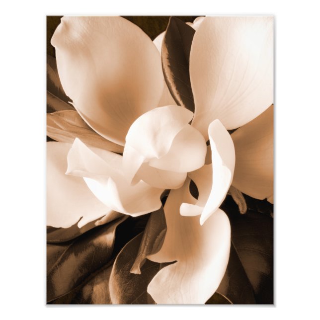 Impression Photo Arrière - plan noir blanc Magnolia Flower (Devant)