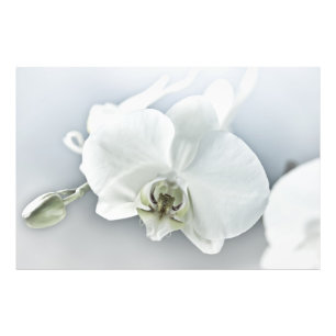 Impression Photo Art botanique de l'orchidée blanche élégante
