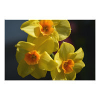 Art de la fleur de la jonquille jaune printemps.