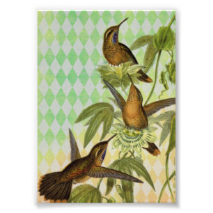 Impression Photo Art numérique de colibri