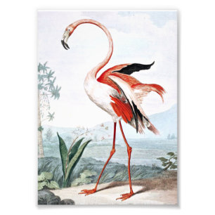 Impression Photo Art rose de cru d'oiseau de Flamant rose