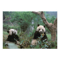 Asie, Chine, Chengdu. Sanctuaire des pandas géants