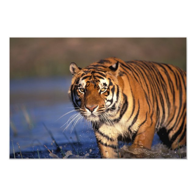 Impression Photo ASIE, Inde, Bengale Tiger Panthera tigris) (Devant)