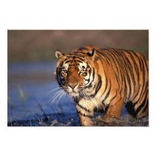Impression Photo ASIE, Inde, Tigre du Bengale Panthera tigris)