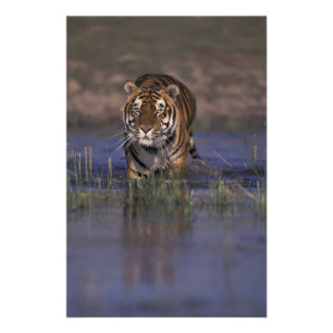Impression Photo ASIE, Inde Tigre marchant dans l'eau