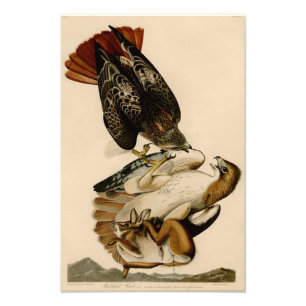 Impression Photo Audubon Illustration Buse à queue rouge