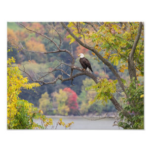 Impression Photo Automne de Bald Eagle