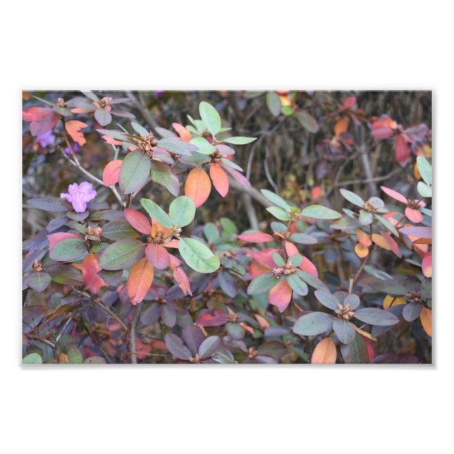 Impression Photo Automne Feuillage Automne Feuilles Nature Arbre Ph (Devant)