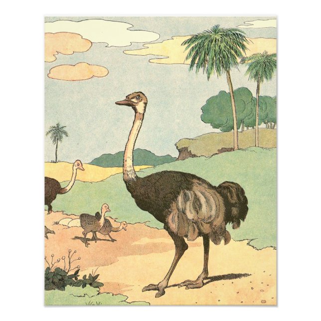 Impression Photo Autruche et poussins illustrés (Devant)