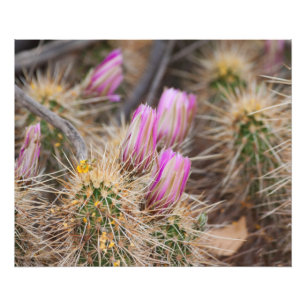 Impression Photo avant les fleurs