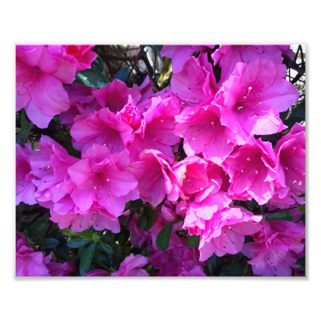 Impression Photo Azalées assez roses en fleurs (Devant)
