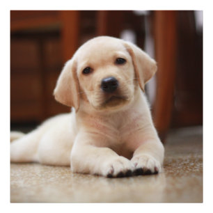 Impression Photo Baby Jaune Labrador Chien chiot pondu sur le ventr
