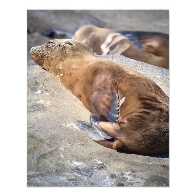 Impression Photo Baby Sea Lion (Devant)